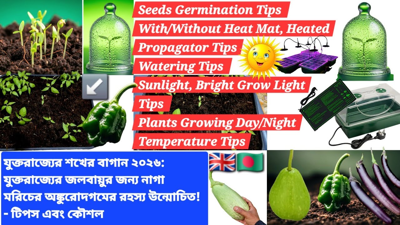UK Hobby Gardening 2026: Naga Pepper Germination SECRETS Unlocked for UK Climate! - Tips & Tricks