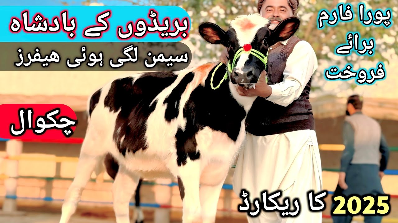NOMI BACHRI FARM CHAKWAL | Red fresion | Jersey fresion | Australian fresion Heifers | 2 Decem 2025