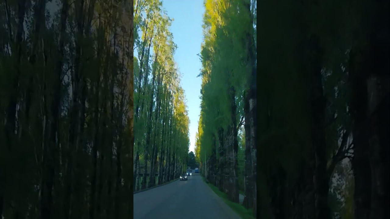 Universidad Austral - Valdivia #viralshort #viralvideo #valdiviacl #valditravel #shorts #uach