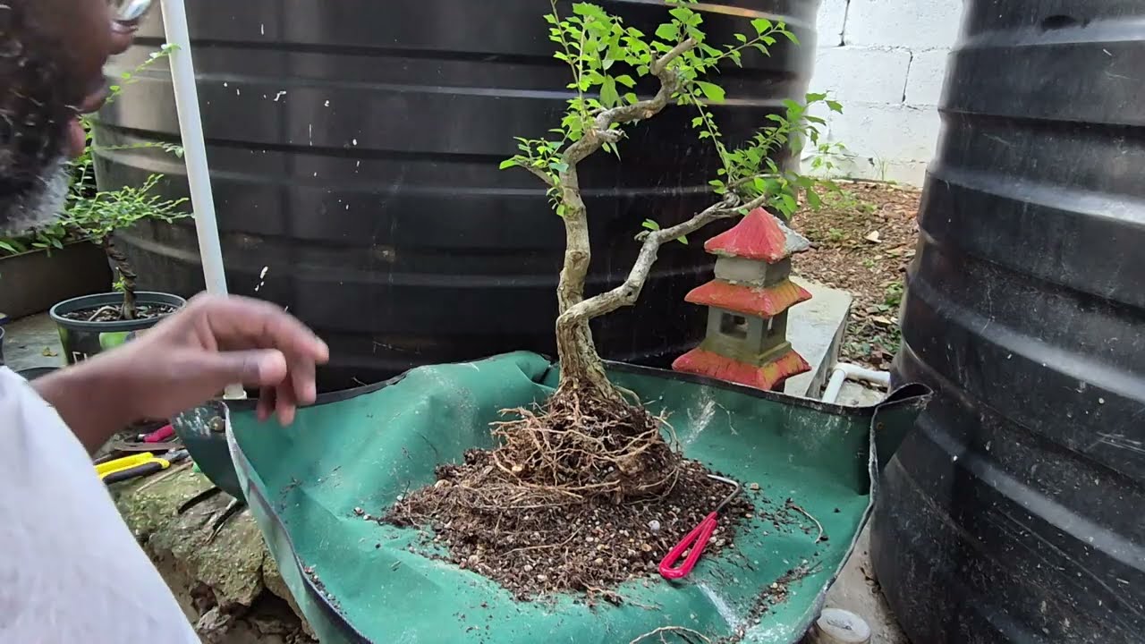 Repotting my zig-zag Gmelina - Try Bonsai 03/02/26