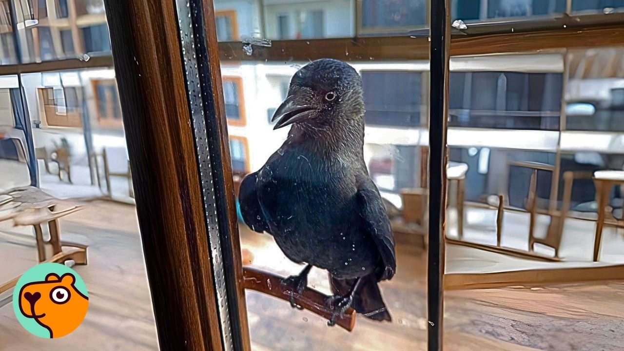 Crow Visits Man’s Window Every Day With Gifts | Cuddle Buddies