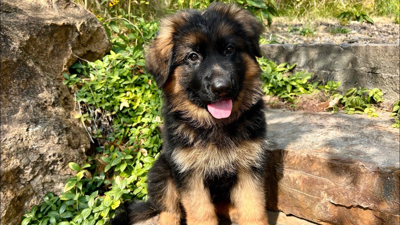 Meet VPD-K9 Yukon | Long-Haired German Shepherd Puppy in Boise | Custom Protection Dog in Training