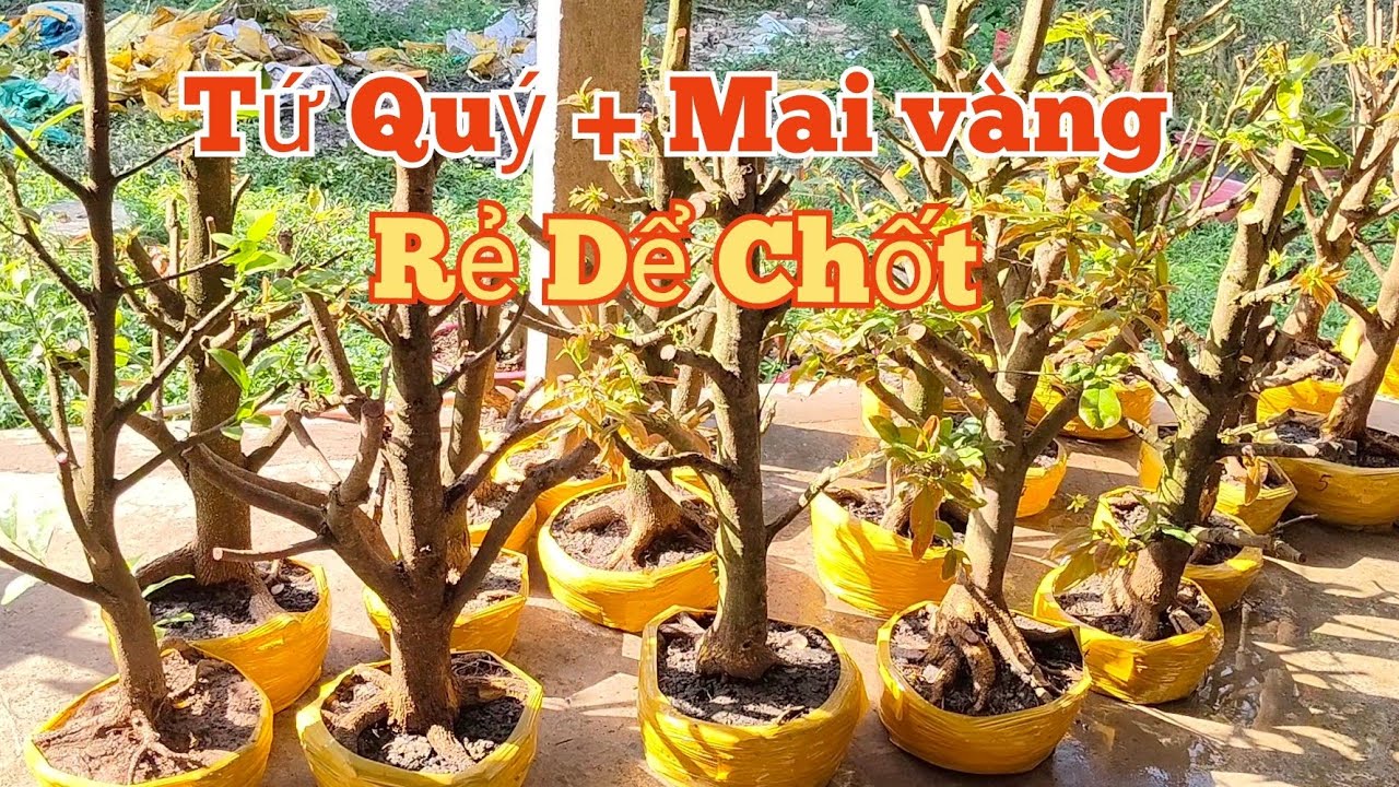 (21/2)☎️ Phương: 0845.2717.66 GL: Tứ quý+ Mai vàng.