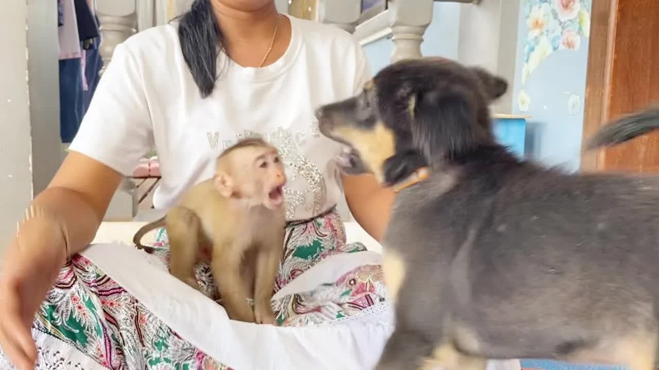 The Stubborn Is Mess Very Busy Play With Petter Not Let Mom Change New Diaper For Him