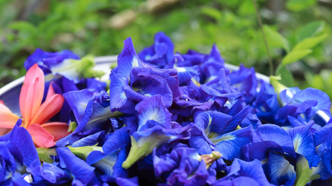 How to Use Tinctures - Butterfly Pea