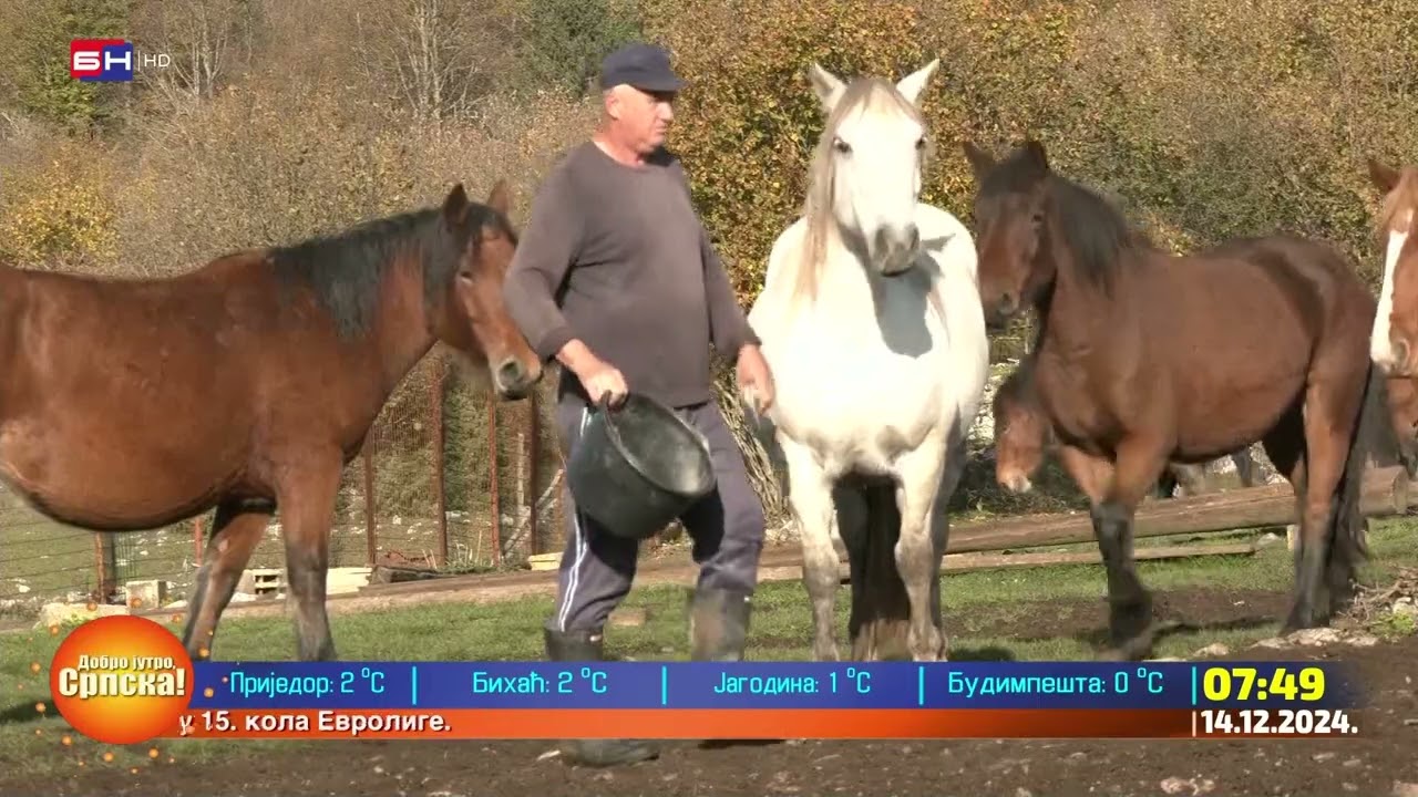 Seosko imanje stočara Perice Markovića iz Šipova koji se bavi uzgojom konja