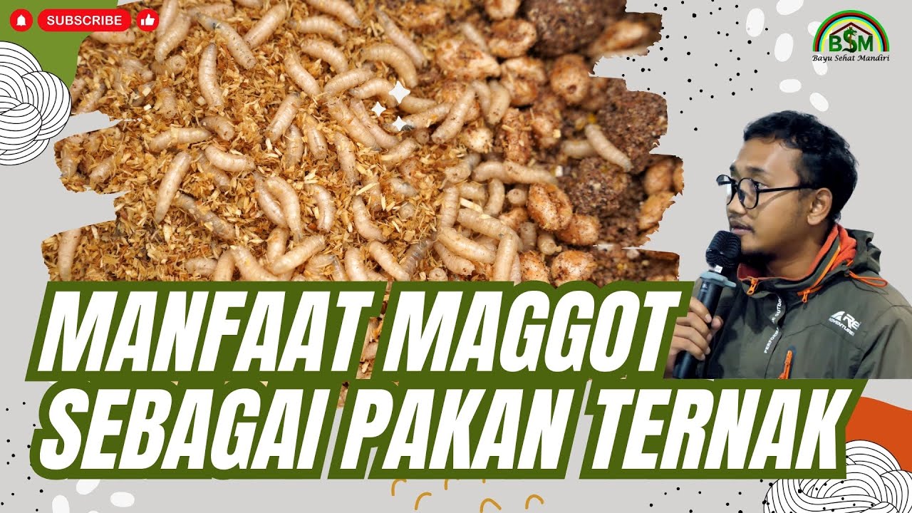 KUPAS TUNTAS BUDIDAYA MAGGOT #bayudiningrat #bayusehatmandiri #pertanian