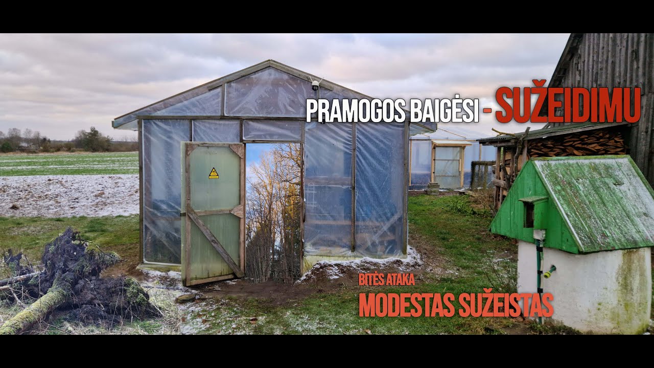Užpultas bitės - bėgti gėda, bet sveika