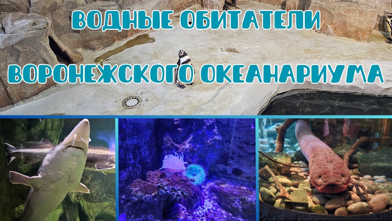 Водные обитатели Воронежского Океанариума | Marine life in Voronezh Aquarium