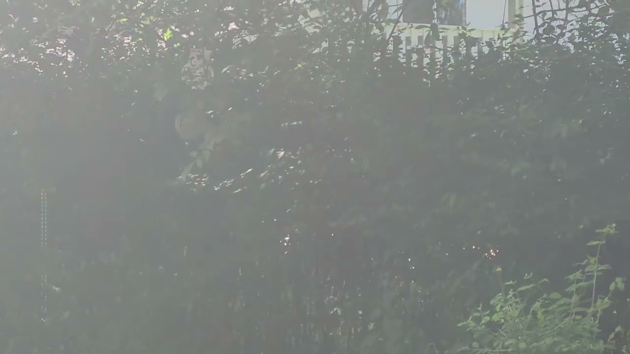 Will'O'Wisp caught on tape in Alabama