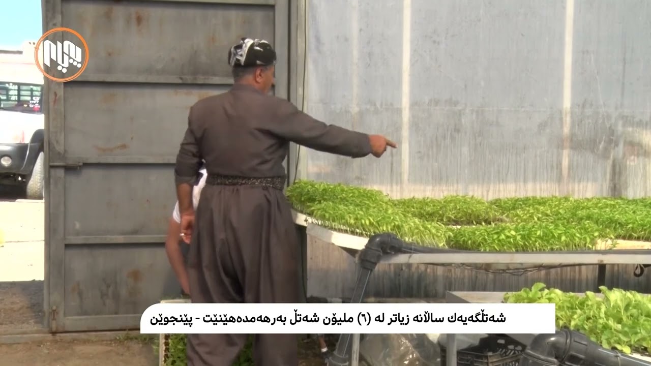 سەرسوڕهێنەرە! شەتڵگەیەک لە پێنجوێن ساڵانە زیاتر لە ٦ ملیۆن شەتڵ بەرهەمدەهێنێت