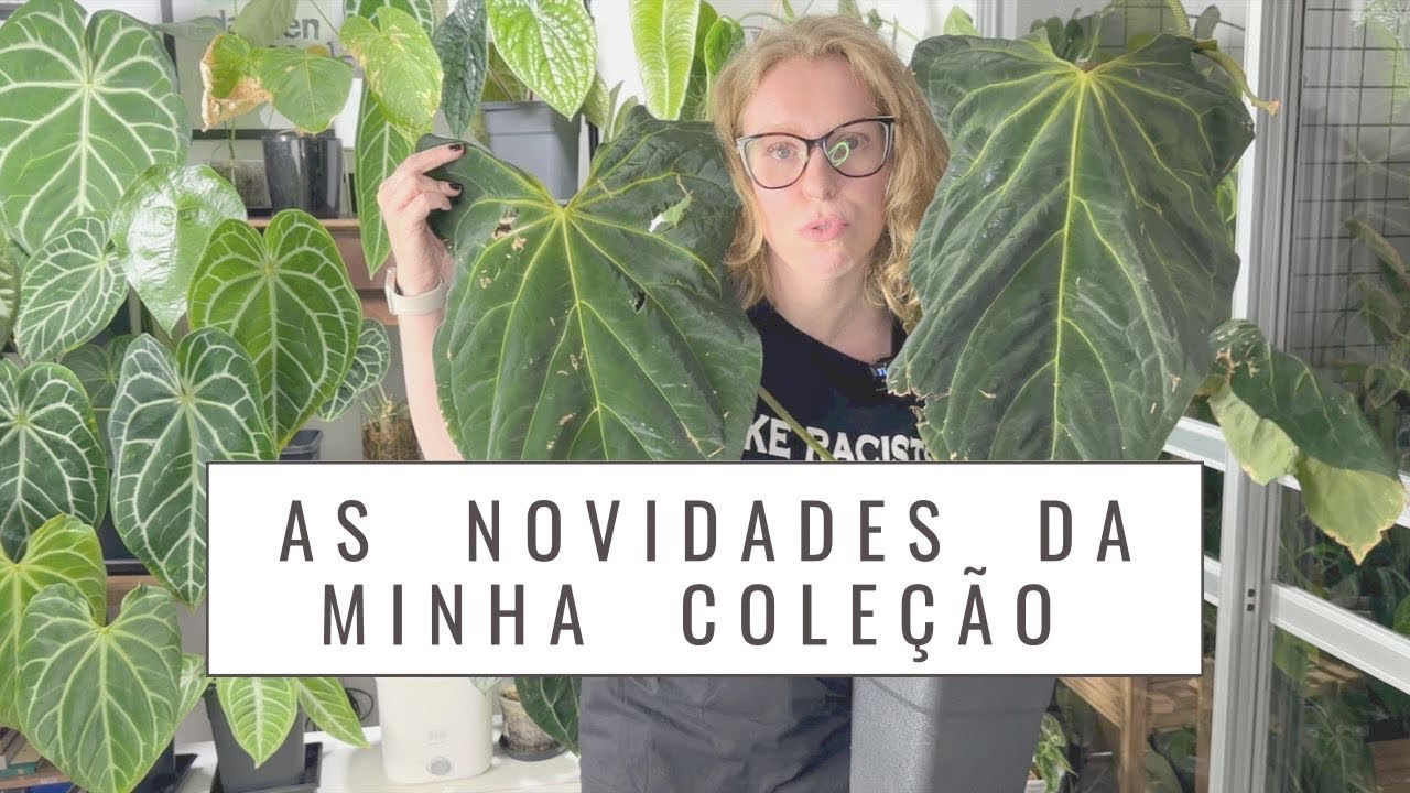 Um Carnaval de Anthuriums: vem ver as novidades na minha coleção de plantas raras