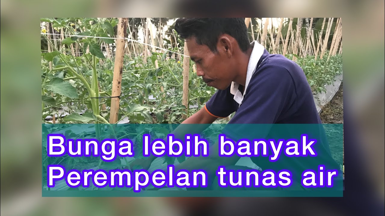 Cara Memangkas/Pruning Tanaman Tomat Servo F1??|| Agar Tomat Berbuah Lebat