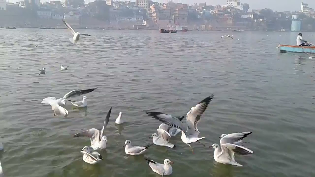 Varanasi Ghat || Apna Banaras ||Whatsapp status ||Birds lover