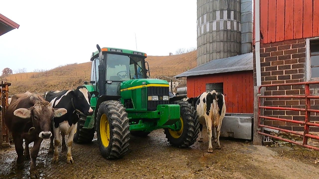Working With Cattle On A Small Family Dairy Farm!