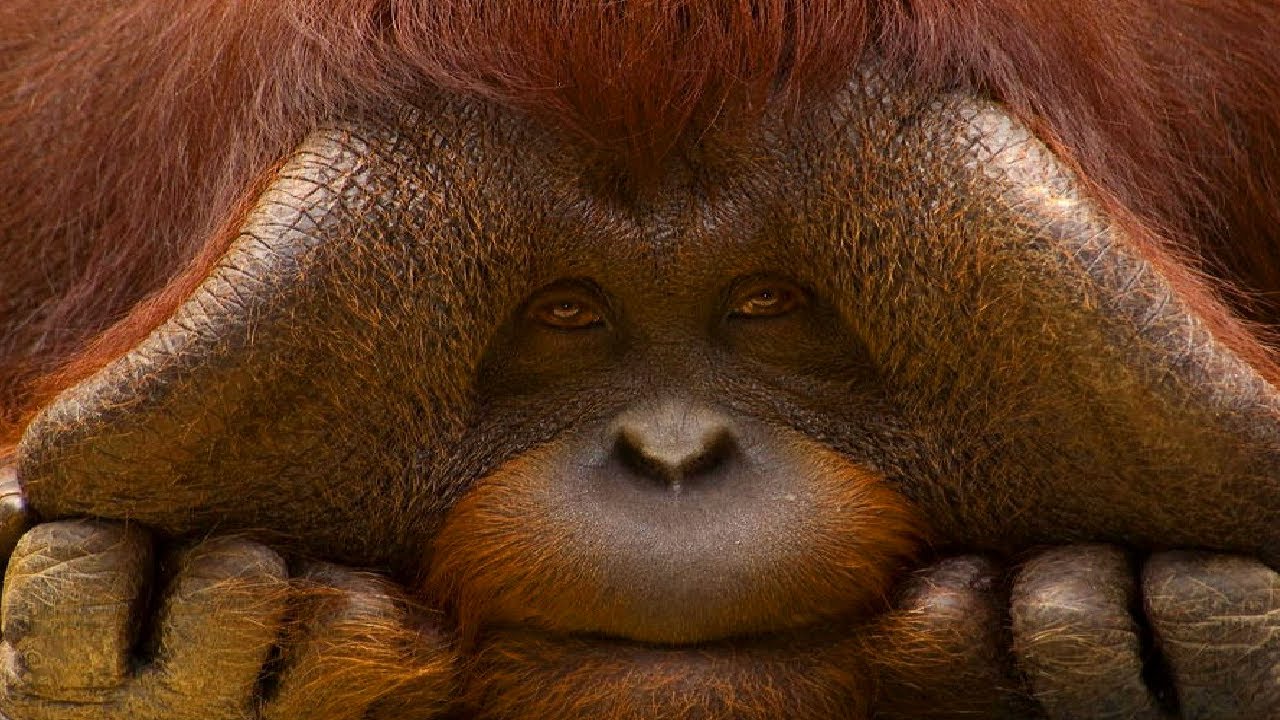 The Most CRITICALLY Endangered Species!