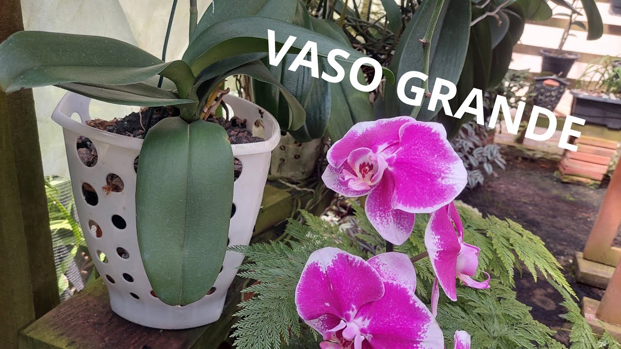 Posso plantar orquídeas em vasos grandes?