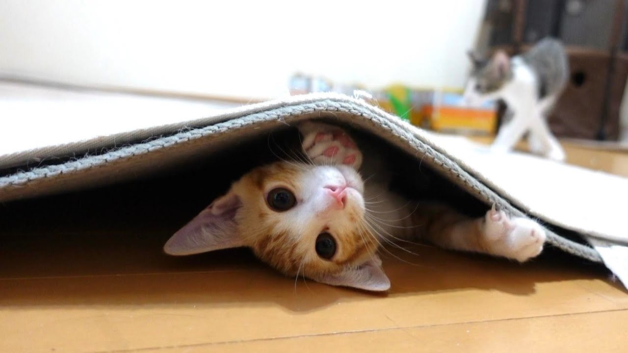 またしてもハプニング発生！台風の日の猫たちの様子です