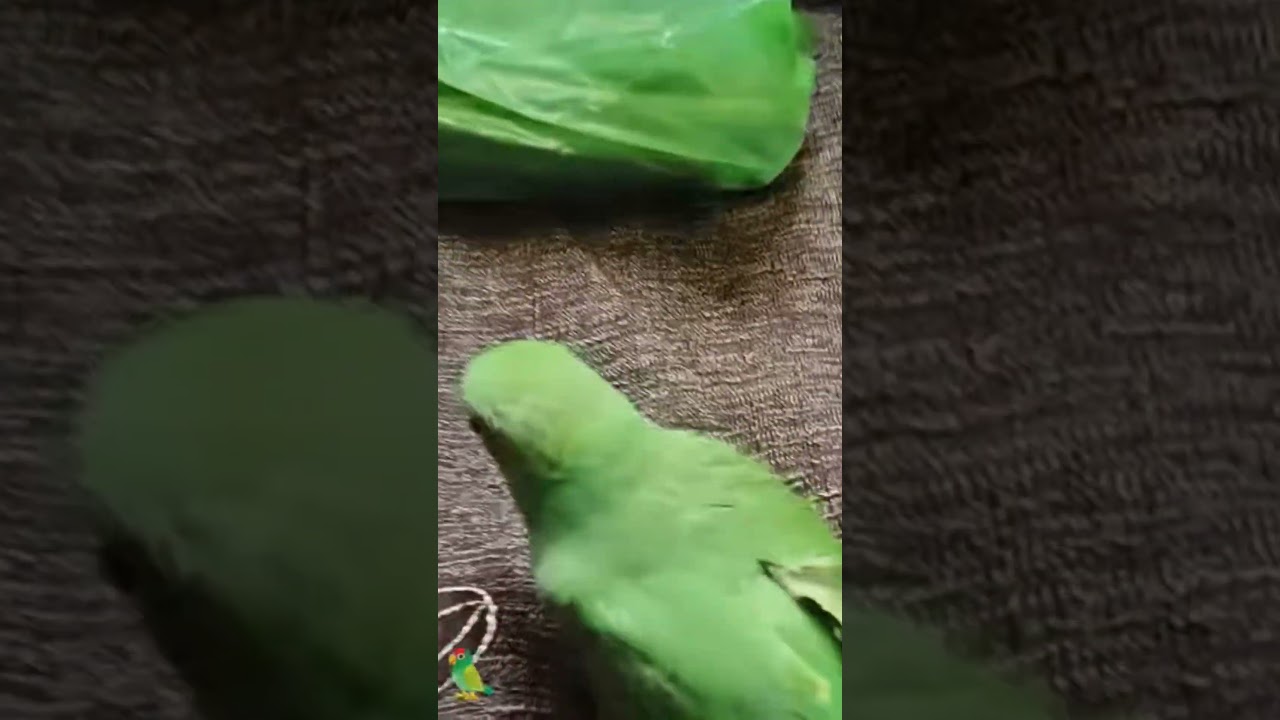 Talking parrot vlog shorts #parrot #birds #funny #talkingparot #lovebirds #instabird #lovesigns