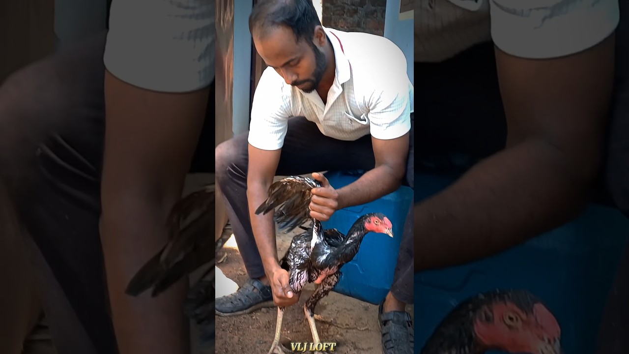 Sanda Seval 🔥 #aseel #aseellovers #aseelchick #farming #training #tournament #sandakozhi #vlj #pura
