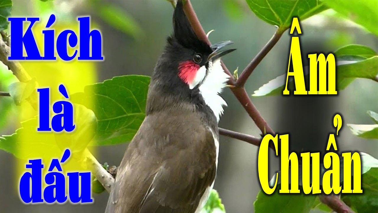 Kích chào mào CHÉ | Chào mào RO kích ché, Cách luyện chào mào hót căng lửa, chào mào rò kích trống