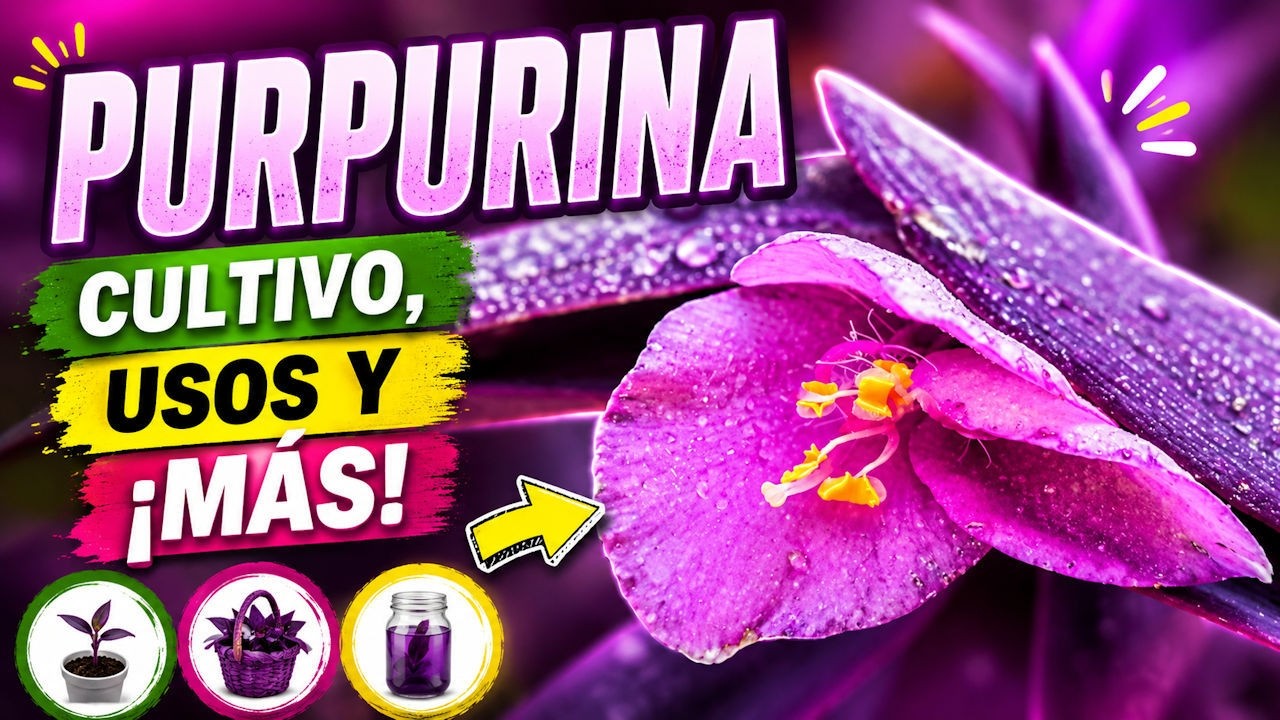 🔵PURPURINA, AMOR de HOMBRE (PLANTA MORADA) (EDIBLE) (TRADESCANTIA PALLIDA) (PURPLE HEART PLANT)🌿🌺