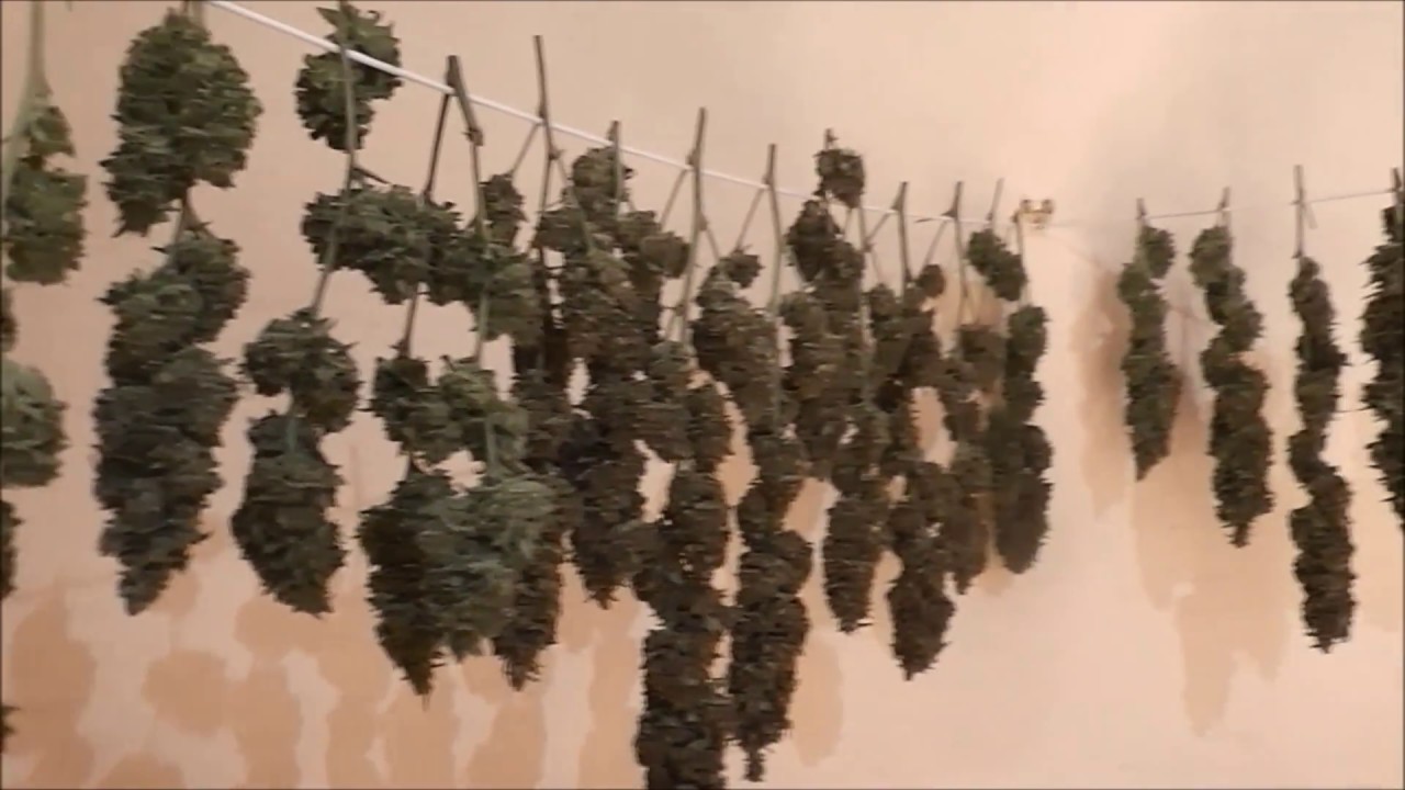 UK Cheese Grow - Harvest