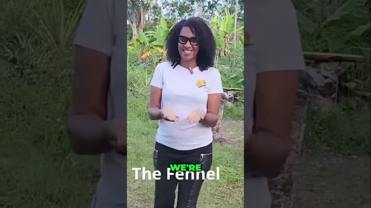 Its a hidden gem the world needs to know about [FULL VIDEO in description] (#Fennel) #herbal
