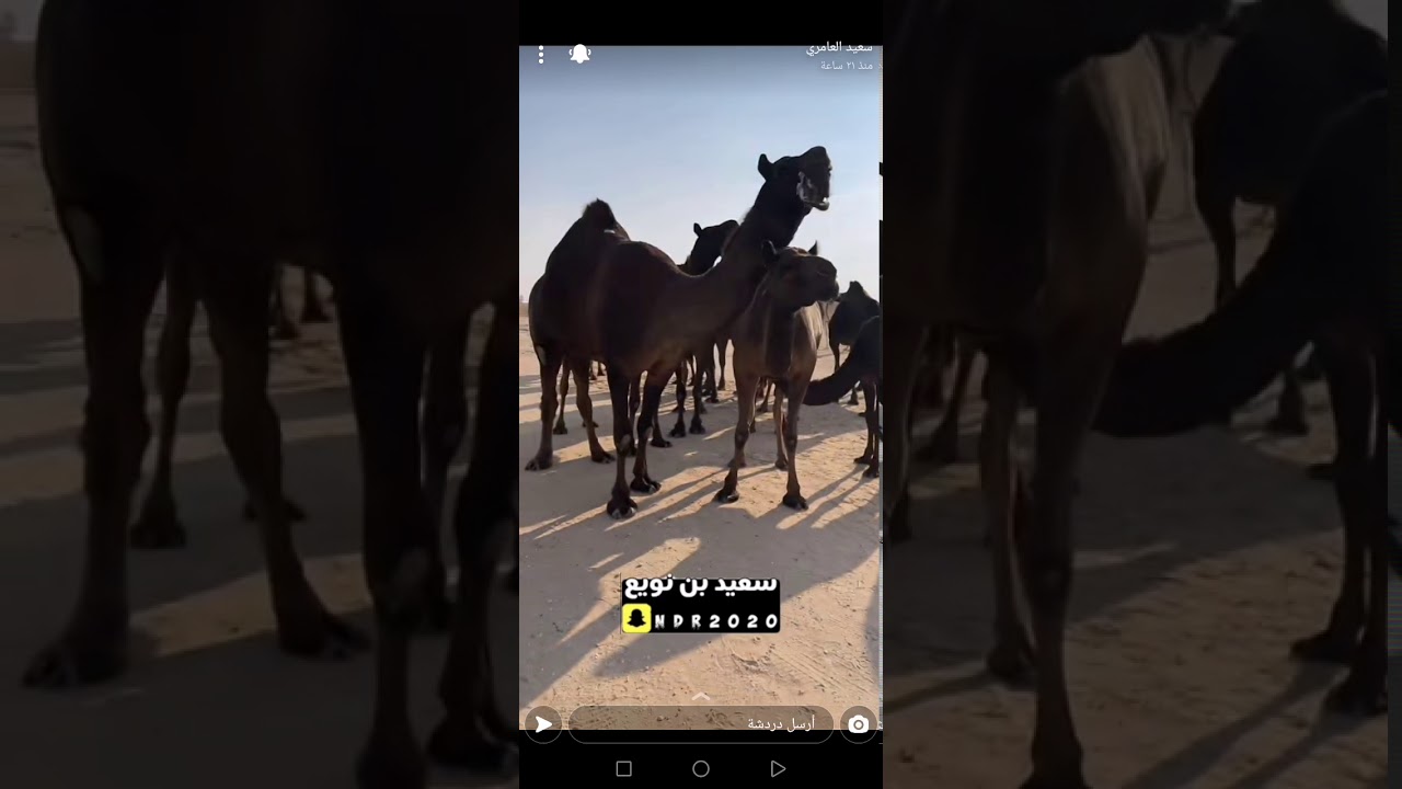 منقية الصغير بن طمطوم العامري (شوط ال15) #الظفره