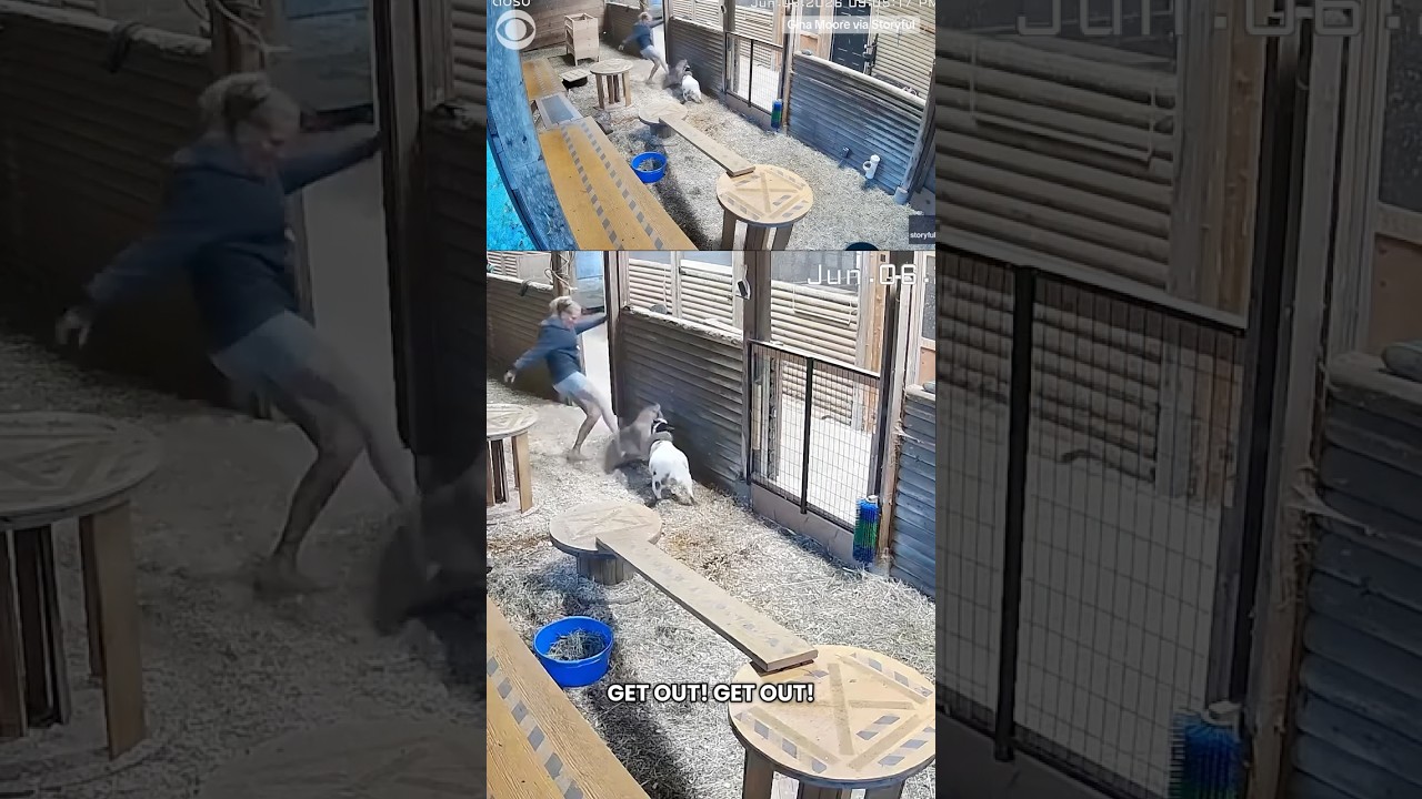 Woman jumps to save her goat after a cougar gripped its neck at British Columbia farm #shorts