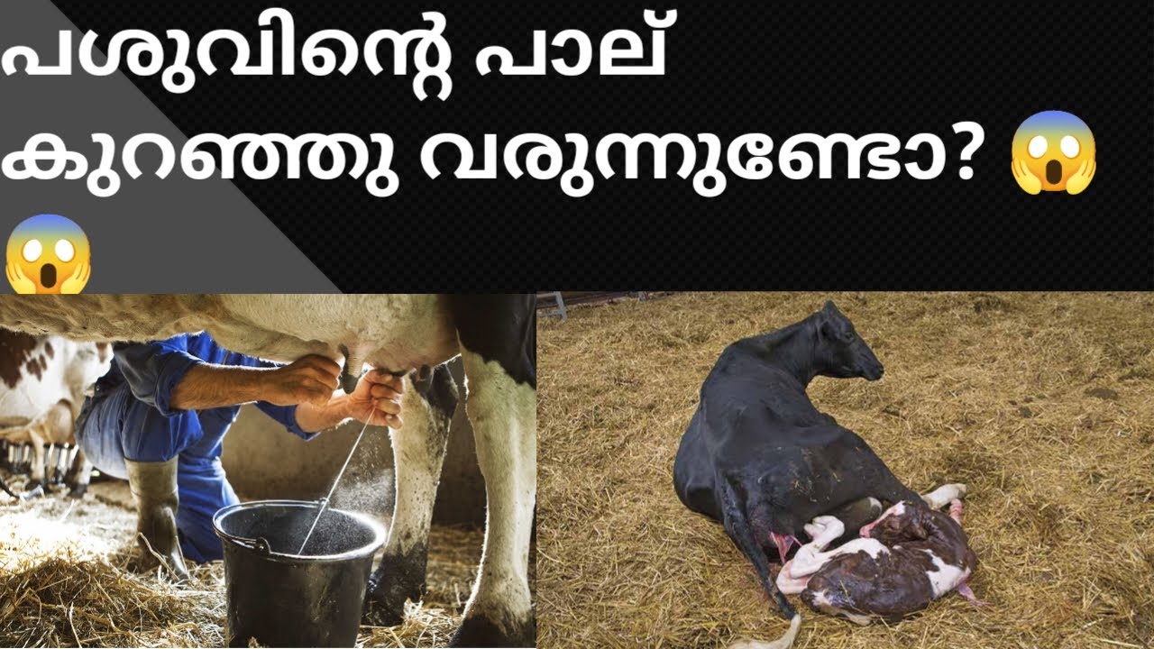 പശുവിന്റെ പാലുത്പാദനത്തില്‍ അപ്രതീക്ഷിത കുറവ്; കാരണങ്ങള്‍ ഇവയാവാം @allaboutvetDrcathleen