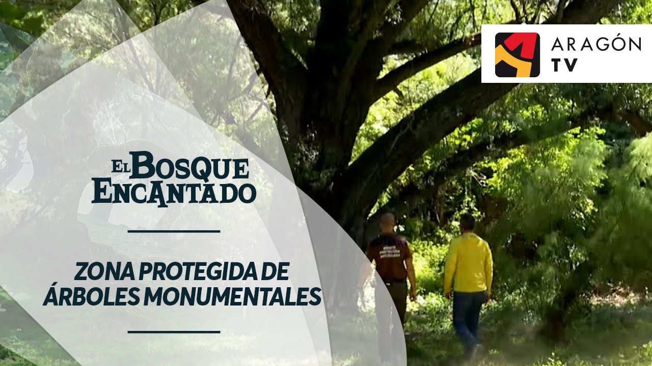 La Galliguera es una zona protegida con varios ejemplares de &aacute;rboles monumentales.