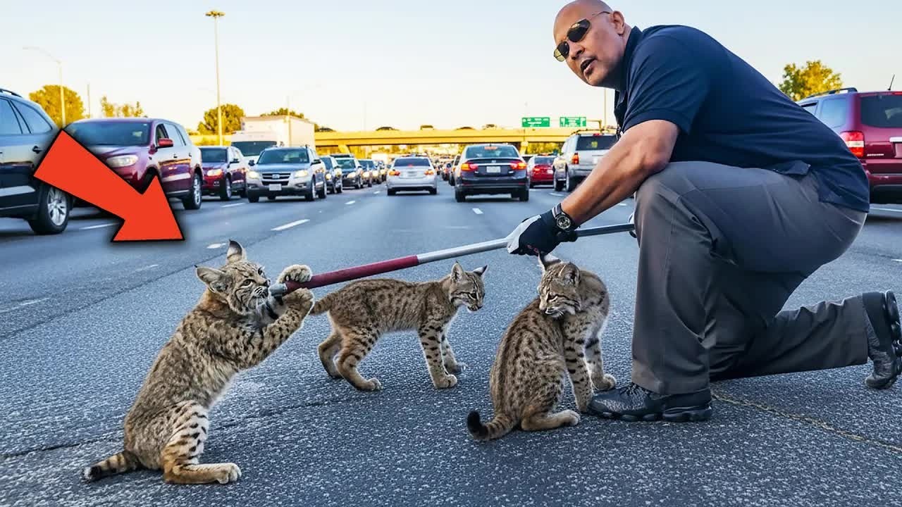 Bobcats Blocked Traffic On Busy Road—When Police Arrived, The Reason Left Everyone STUNNED!