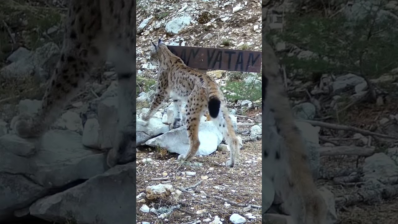 VAŞAK ~ EURASİAN LYNX            #vaşak #lynx #bigcat #wildlife  #eurasianlynx #yabanhayatı #shorts
