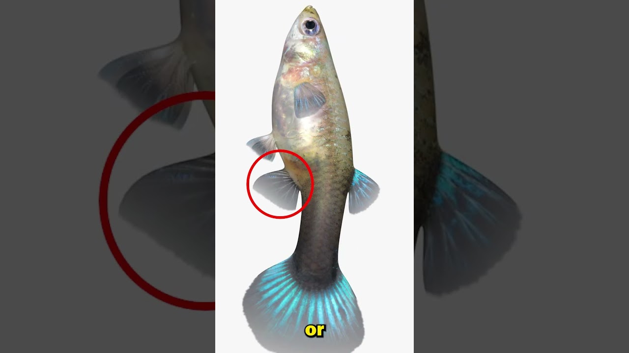 How to tell a boy fish from a girl fish (Guppy breeding)