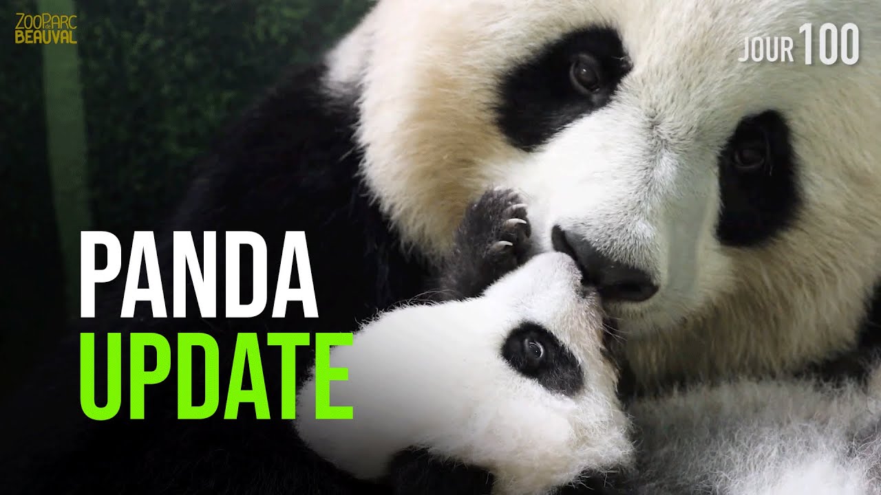 100 Days Of Giant Panda Twins!