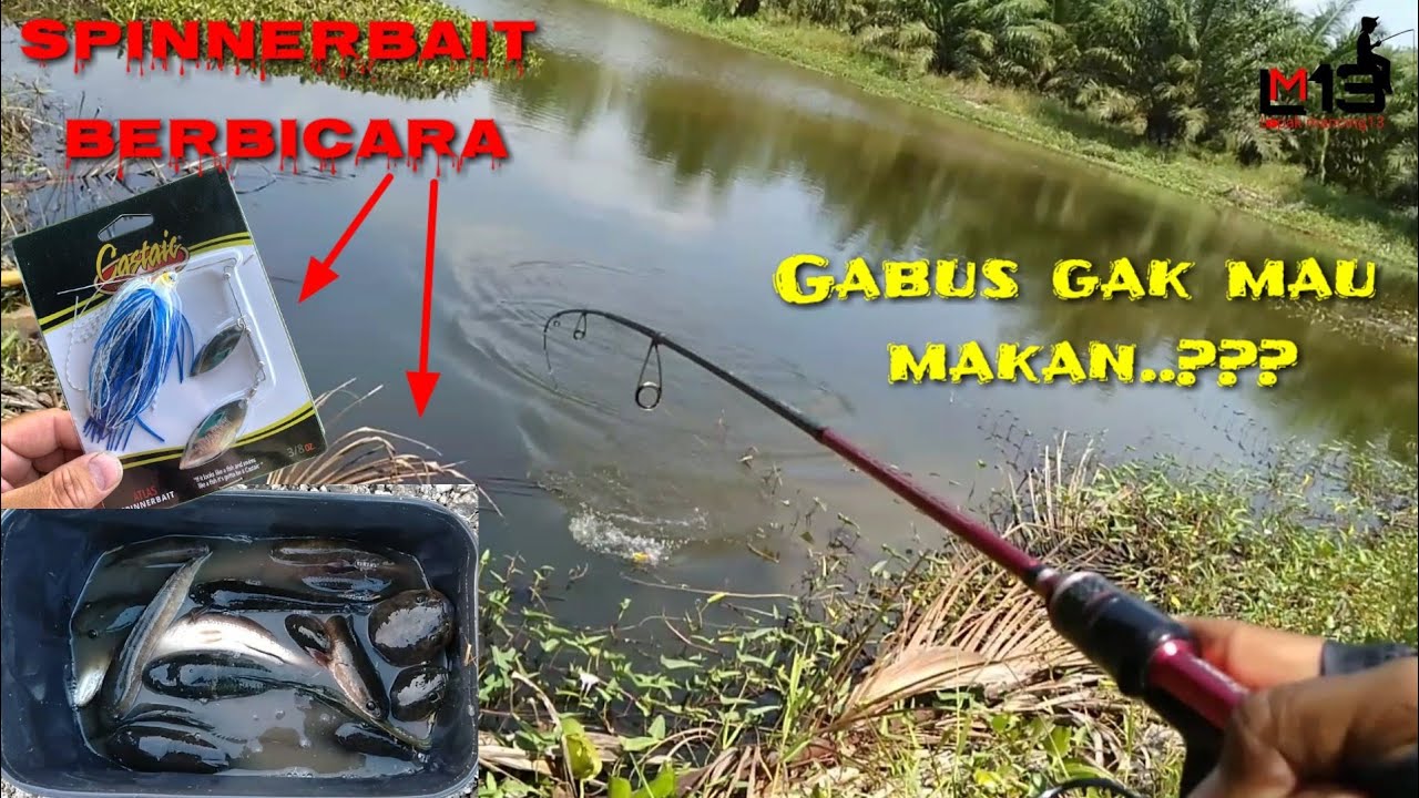 GABUS GAK MAU MAKAN, SPINNER BAIT BERBICARA