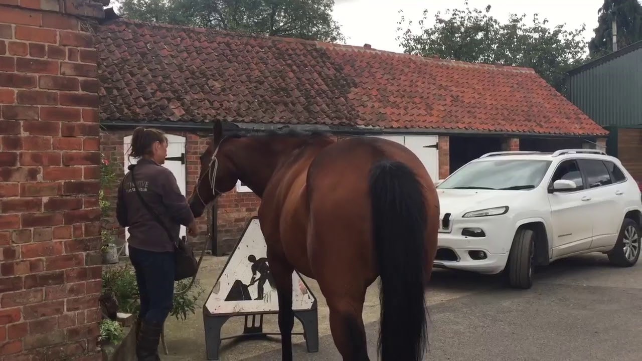 Separation Anxiety training - Instinctive Horse Training