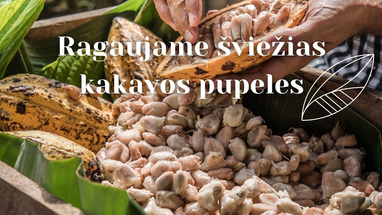 Šviežios kakavos pupelės