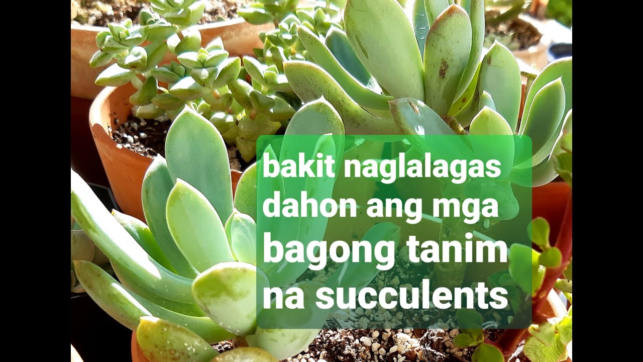 #17 Bakit naglalagas ang dahon ng succulents?