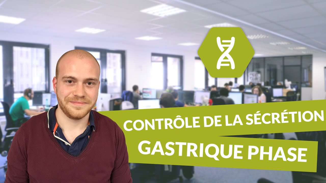 Physiologie digestive, contrôle de la sécrétion gastrique phase - Physiologie - digiSchool