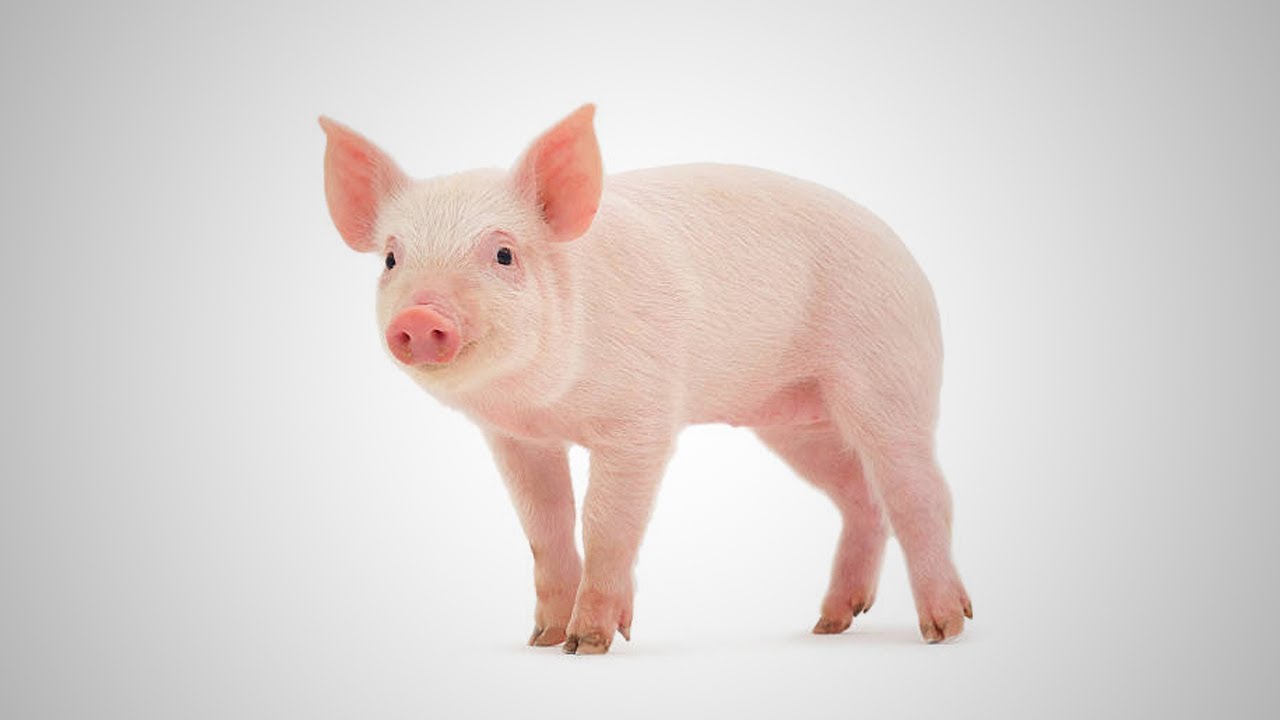 BABE el cerdito
