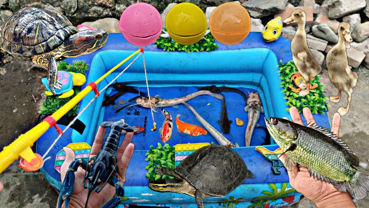 Mancing ikan lele besar, ikan hias, ikan koi, ikan cupang, ikan gabus, ikan betok, bebek,lobster