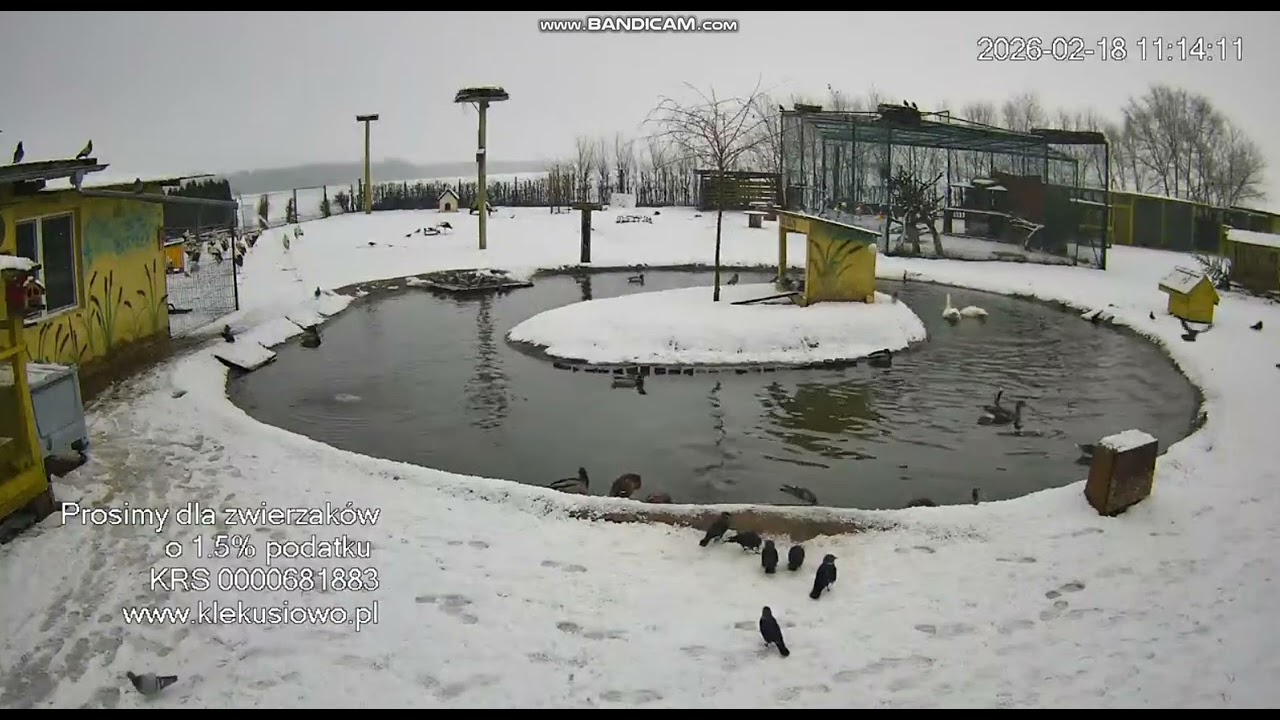 Klekusiowo ~ śnieżne, zimowe klimaty, a łabędzia para w godowym tańcu ... 🦢💖🦢