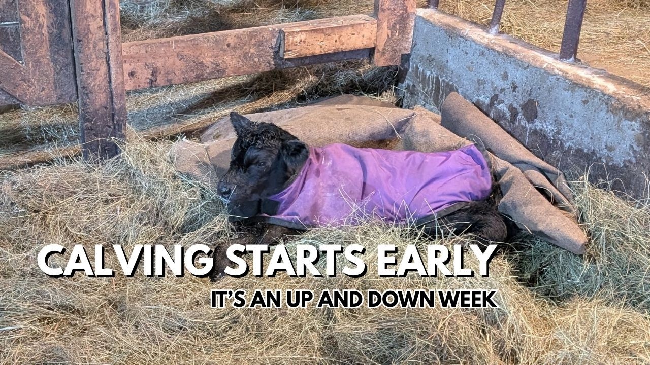Calving Season Starts Early and Rough! New Calf Warmer was Worth the $$$.