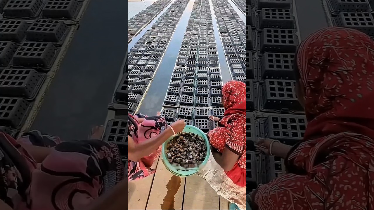 Method of cultivating crabs inside a box. #shorts #trending #viral #facts #farming #viralvideo #fyp