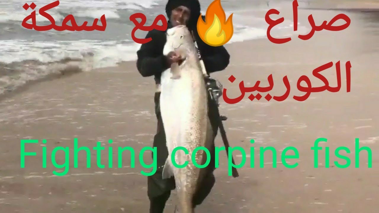 صيد وصراع  سمكة كوربينة (القرب) كبيرة بالقصبة رقم قياسي fishe fishing