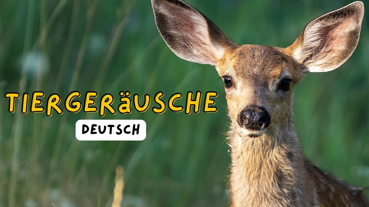 Tierlaute und Namen f&uuml;r Kinder | Bildungsvideo f&uuml;r Kinder | Deutsch Vokabeln f&uuml;r Kleinkinder