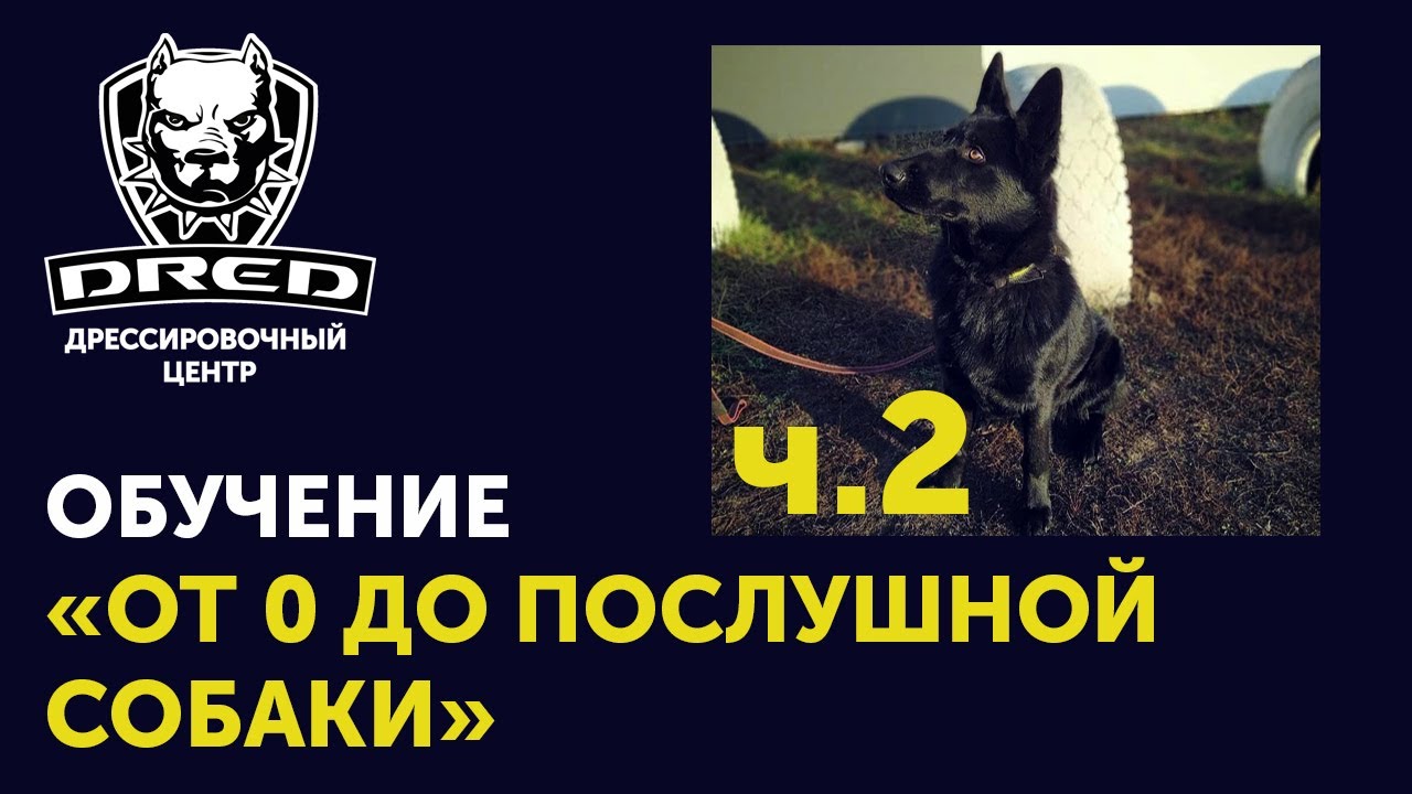 «От 0 до послушной собаки» ч.2 | Выдержка, Рядом, Лежать  | Черная немецкая овчарка Герда