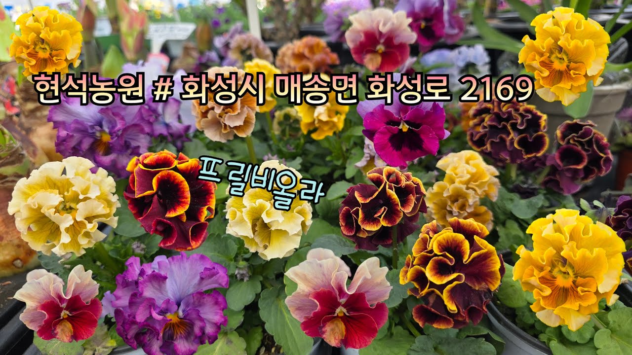 현석농원 #화성시 매송면 화성로 2169# 프릴비올라(드라큘라팬지)#장미#신종크로커스#다알리아#글로리아베고니아#글록시니아#수국#버뮤다랜디#원종게발#페르시아청화국#일일초#물망초#등.